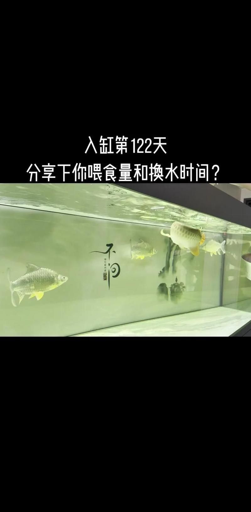 紅龍魚吃什么飼料最好，紅龍魚發(fā)色食物推薦