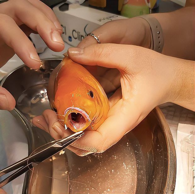 手術切除肉球后如何護理龍魚？，手術切除龍魚肉球后潰爛、脂肪瘤或增生組織護理需求 手術切除肉球后如何護理龍魚？，手術切除龍魚肉球后潰爛、脂肪瘤或增生組織護理需求 龍魚百科 第7張