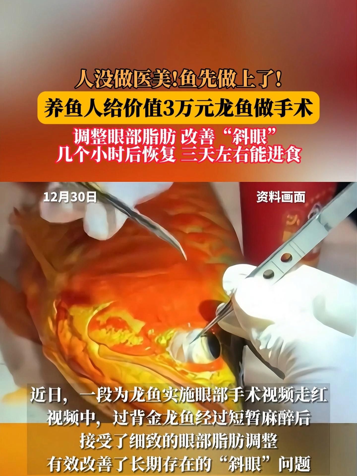 手術切除肉球后如何護理龍魚？，手術切除龍魚肉球后潰爛、脂肪瘤或增生組織護理需求 手術切除肉球后如何護理龍魚？，手術切除龍魚肉球后潰爛、脂肪瘤或增生組織護理需求 龍魚百科 第8張
