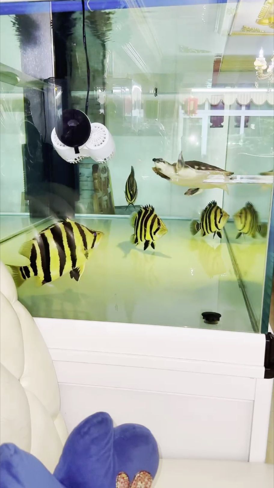 蘇虎喂食，到家9個月，蘇虎，一只9個月大的幼犬
