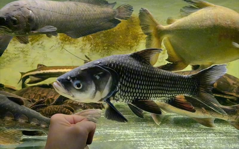 祥龍魚場養殖的暹羅巨鯉有哪些特點？，祥龍魚場養殖暹羅巨鯉