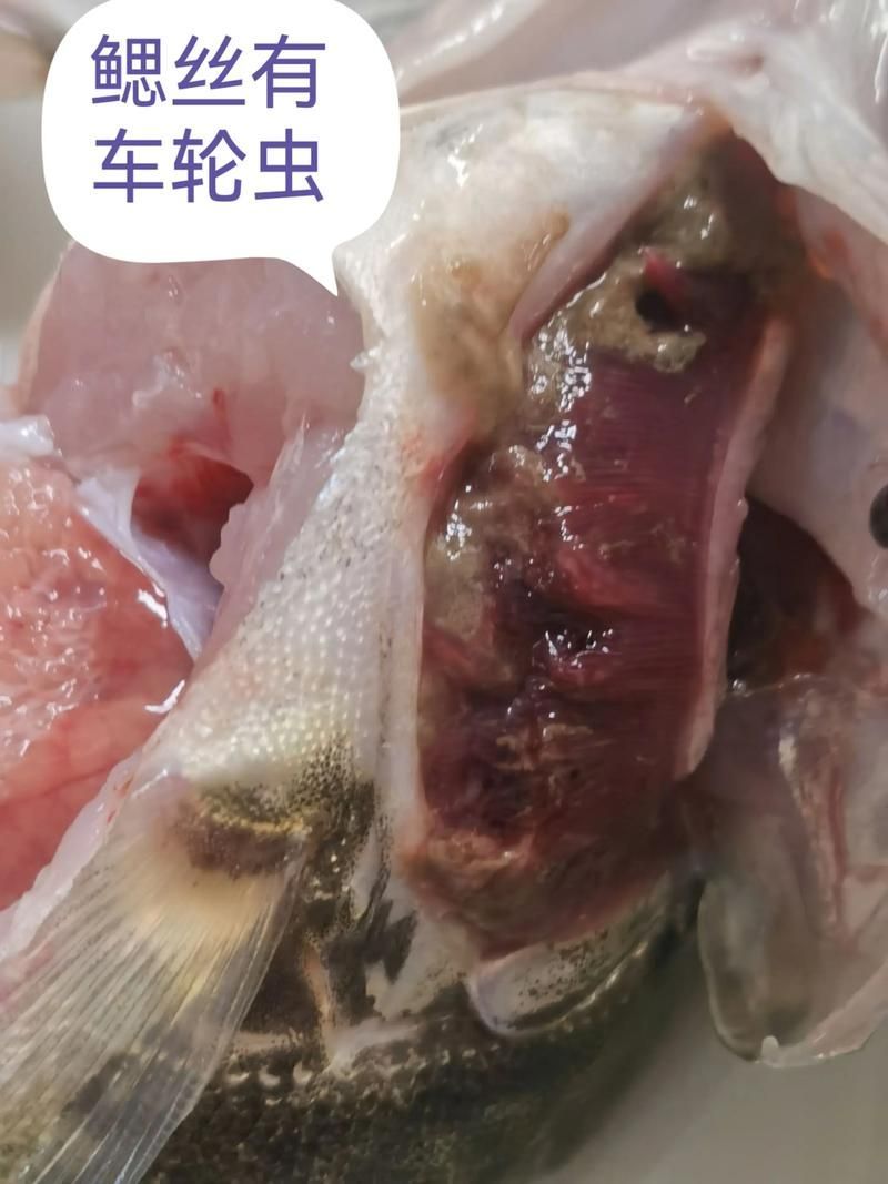 如何預防魚身上發紅充血，arxiv論文助手arxiv論文助手詳解1000字+配圖