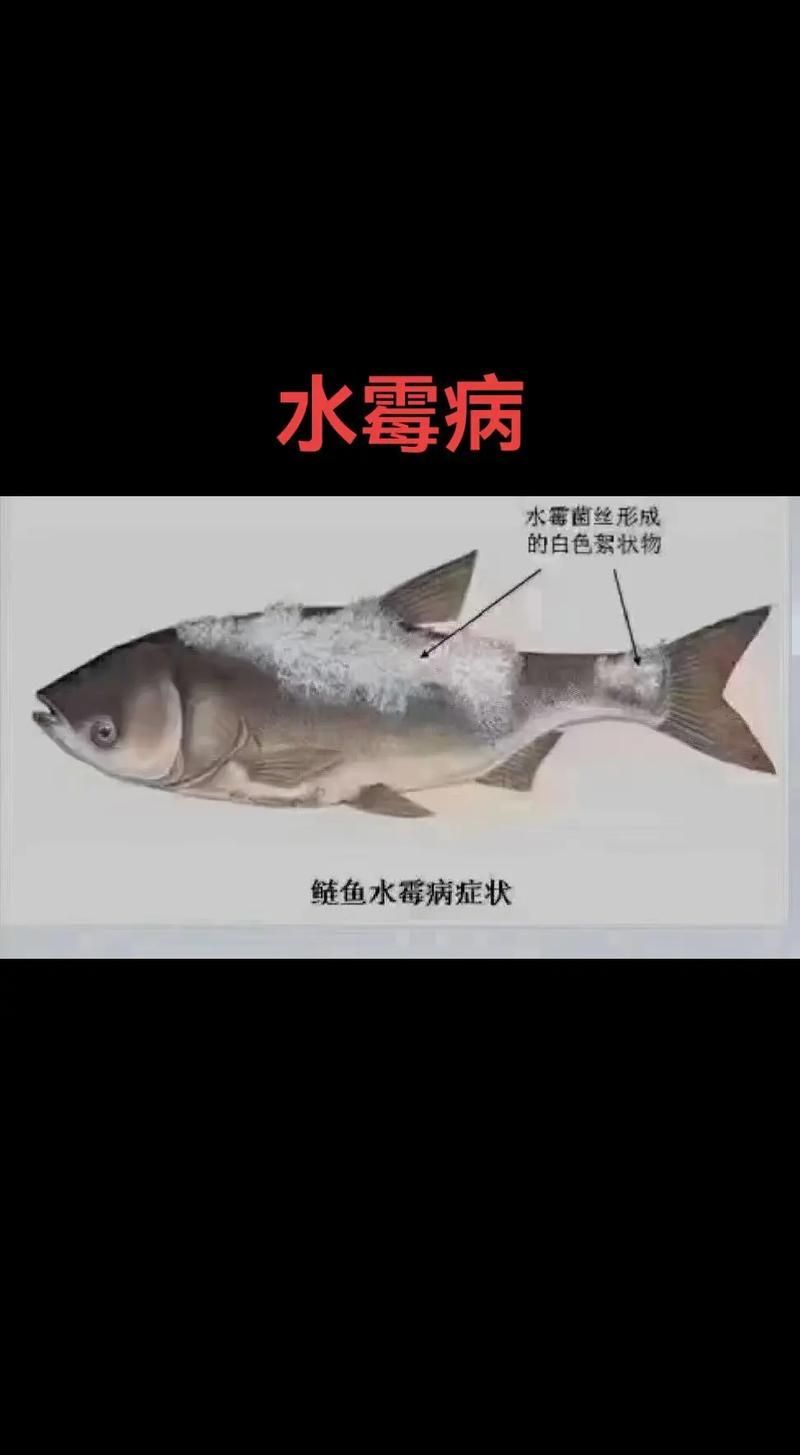 如何預防魚身上發紅充血，arxiv論文助手arxiv論文助手詳解1000字+配圖