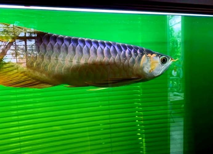 如何判斷龍魚立鱗病是否好轉，如何判斷龍魚立鱗病好轉