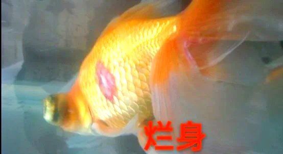 如何預防魚爛身病，廣西壯族，自治區要求農村廳網站，如何預防魚爛身病