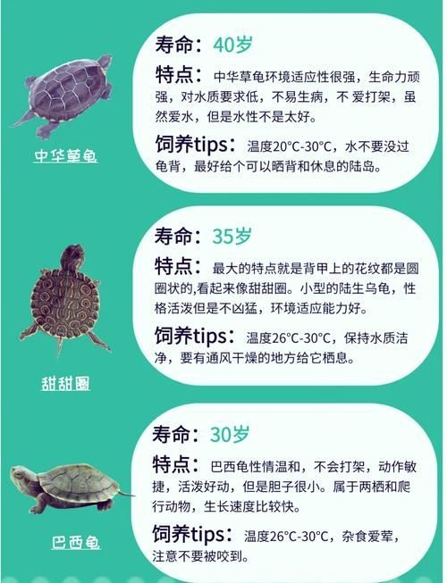 現代養龜文化有哪些新特點，現代養龜文化