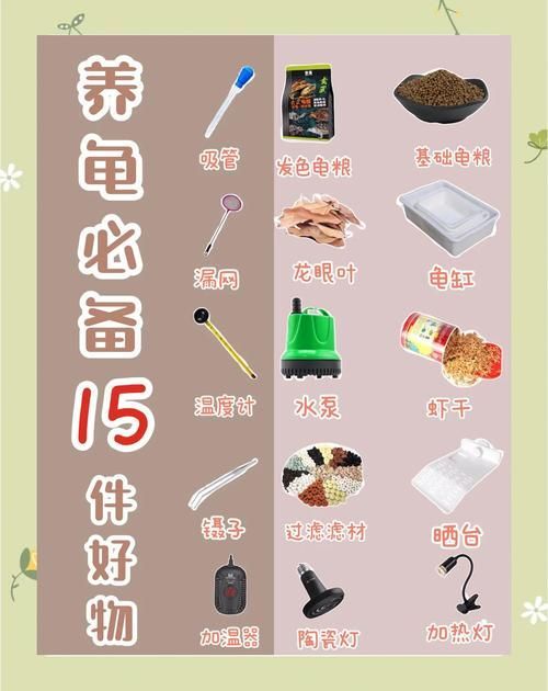 現代養龜文化有哪些新特點，現代養龜文化