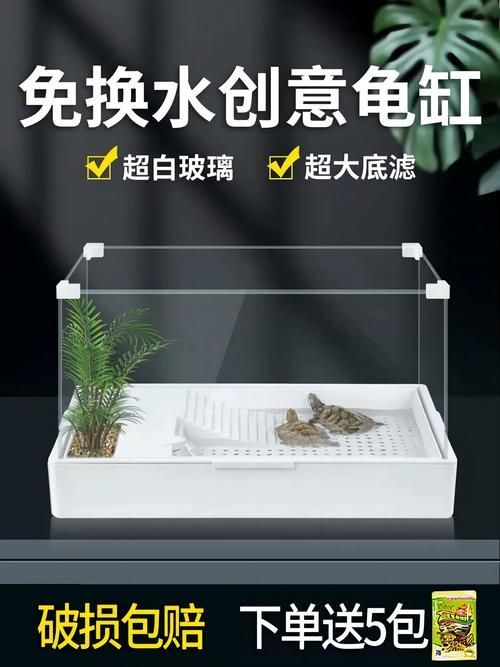 現代養龜文化有哪些新特點，現代養龜文化