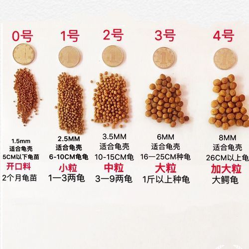 現代養龜文化有哪些新特點，現代養龜文化