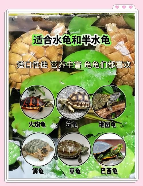 現代養龜文化有哪些新特點，現代養龜文化