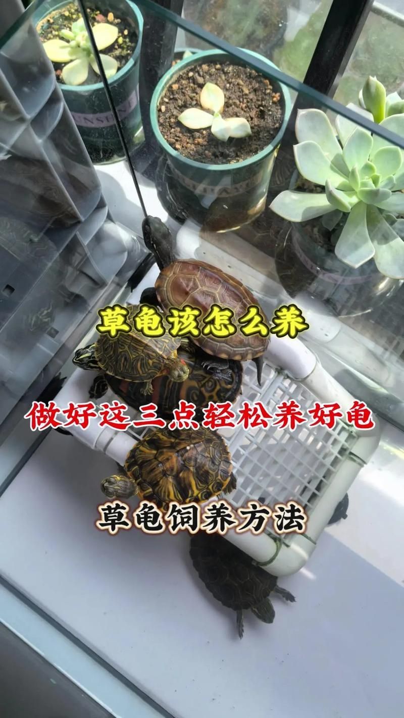現代養龜文化有哪些新特點，現代養龜文化