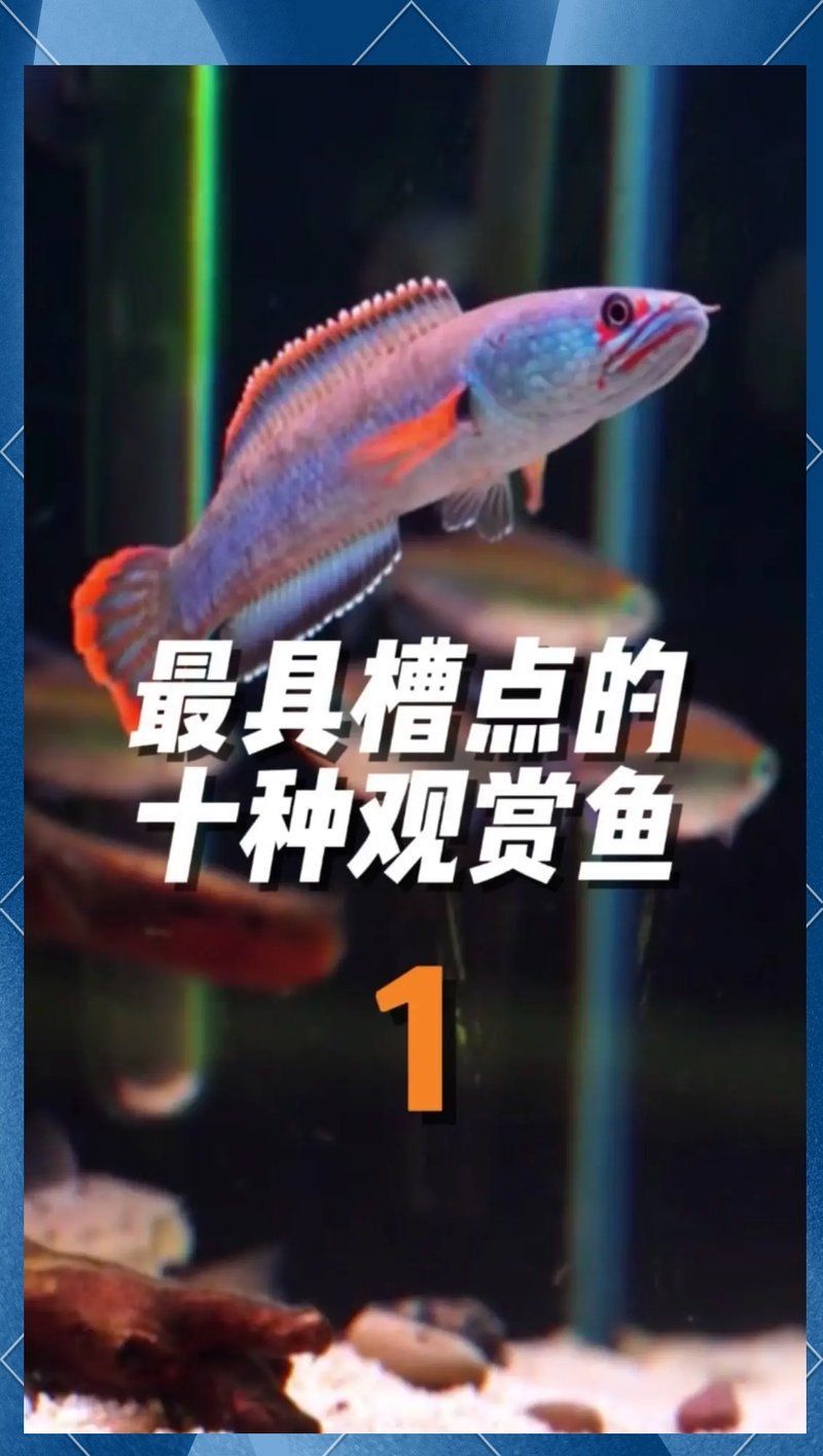 如何降低雷龍魚的跳躍風險，如何降低雷龍魚跳躍風險
