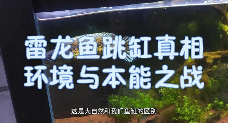 如何降低雷龍魚的跳躍風險，如何降低雷龍魚跳躍風險