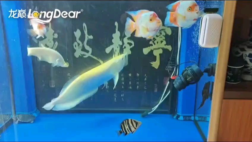 轉發965，965這一數字的多重含義
