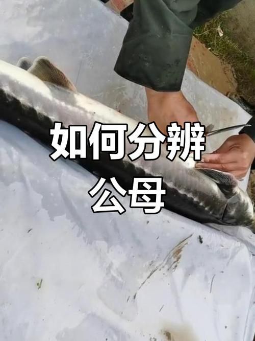 水龍魚和鱘龍魚有什么區別？，水龍魚、鱘龍魚、鱘龍魚、鱘龍魚、鱘龍魚、鱘龍魚 水龍魚和鱘龍魚有什么區別？，水龍魚、鱘龍魚、鱘龍魚、鱘龍魚、鱘龍魚、鱘龍魚 龍魚百科 第3張