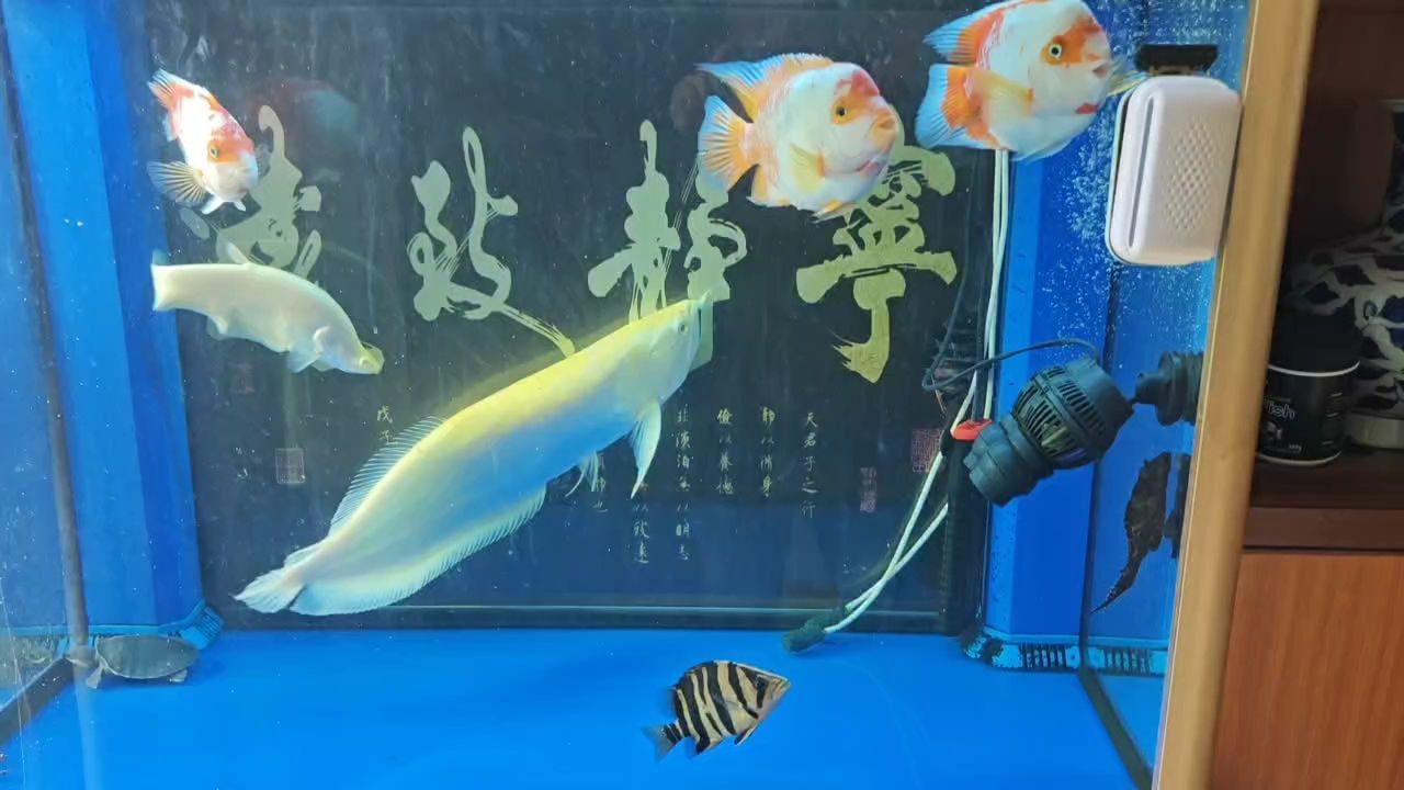 都是普通便宜的魚，便宜的魚和廉價的魚的區別