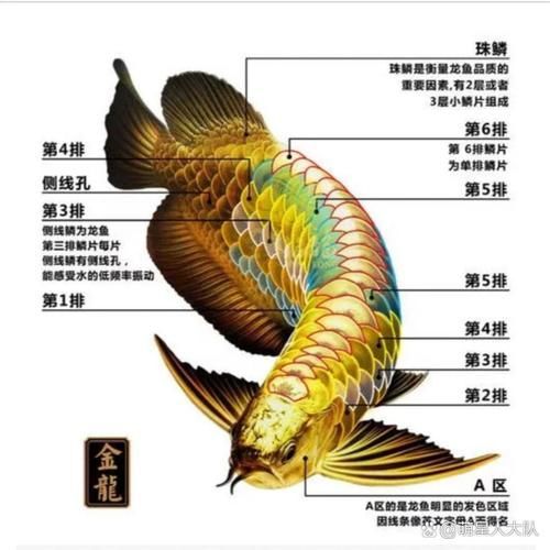 雙橋龍魚有哪些營養價值，雙橋龍魚有哪些營養價值，并要求1000字描述和配圖
