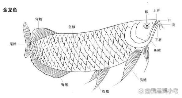 雙橋龍魚有哪些營養價值，雙橋龍魚有哪些營養價值，并要求1000字描述和配圖