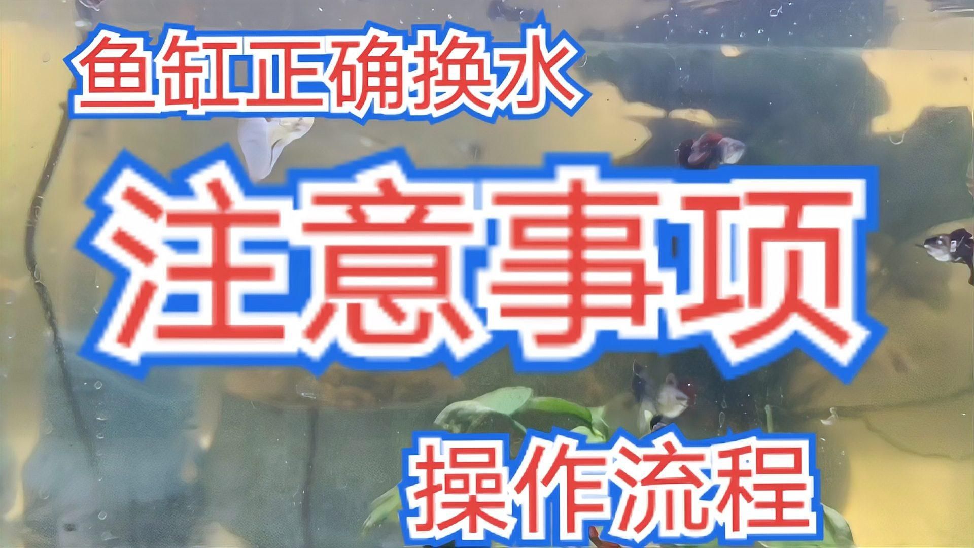 孔雀魚在客廳多久換一次水，孔雀魚在客廳魚缸飼養(yǎng)密度多少合適孔雀魚換水操作流程