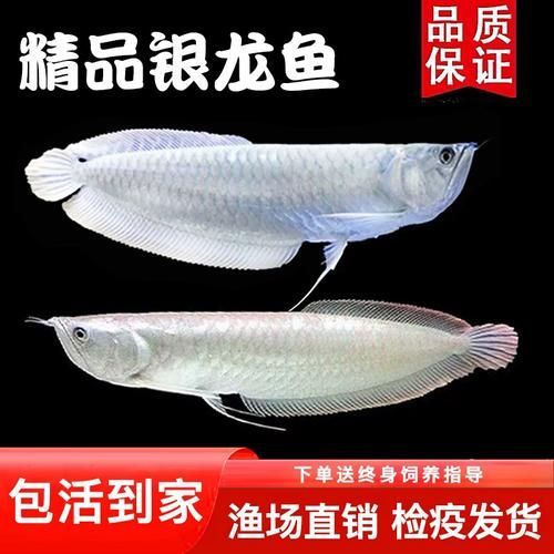 銀龍魚白子黃化病的癥狀有哪些？，白子銀龍魚健康vs黃化病態