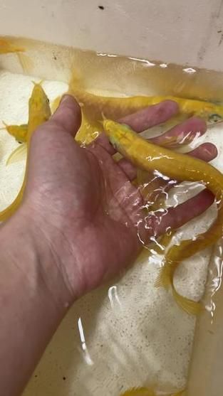 銀龍魚白子黃化病的癥狀有哪些？，白子銀龍魚健康vs黃化病態