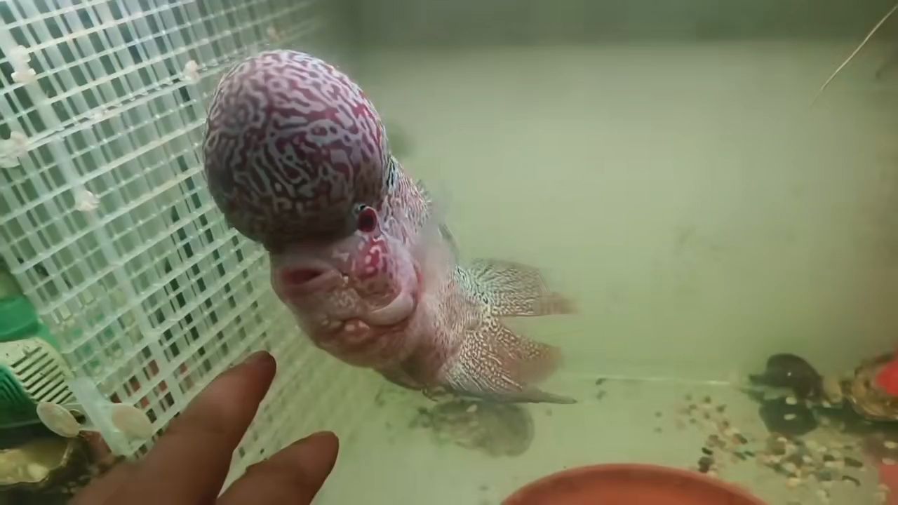 撿漏，撿漏不是總是明智之舉