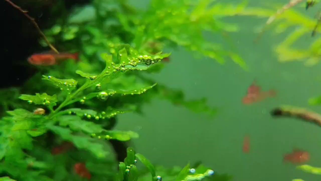 草缸小景，草缸小景是一種既實用又具有觀賞價值的室內水族館裝飾方式