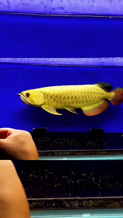 李亞四龍魚(yú)和祥龍魚(yú)場(chǎng)有何合作？，亞四龍魚(yú)和祥龍魚(yú)場(chǎng)的合作主要體現(xiàn)在以下幾個(gè)方面