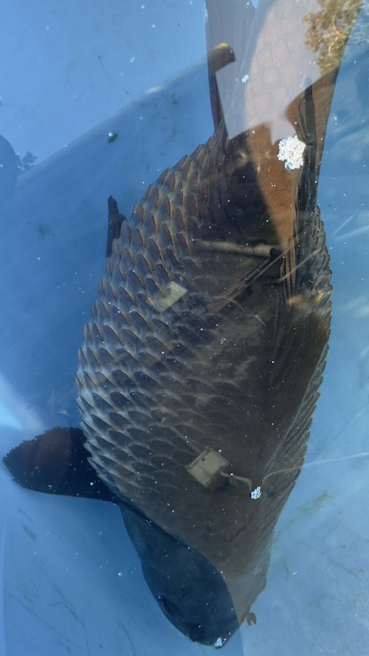 超大魚肚…魚鱗炸開，“超大魚肚 超大魚肚…魚鱗炸開，“超大魚肚 龍魚論壇 第1張