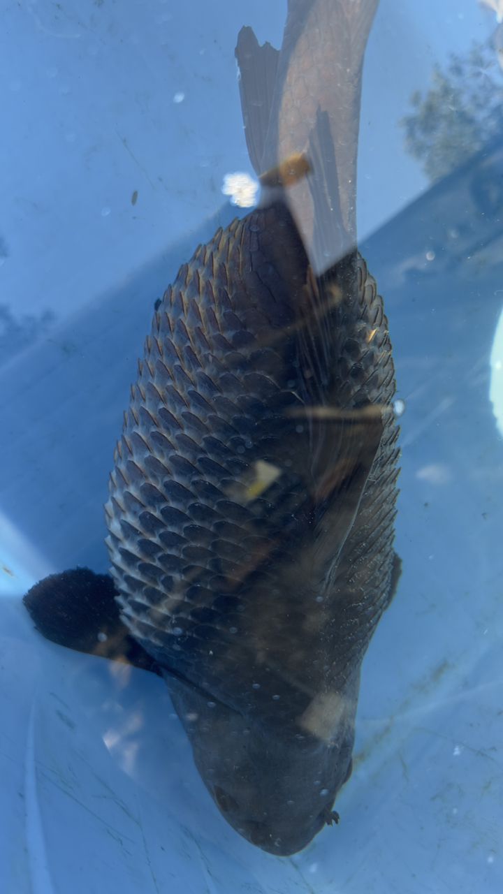 超大魚肚…魚鱗炸開，“超大魚肚 超大魚肚…魚鱗炸開，“超大魚肚 龍魚論壇 第3張