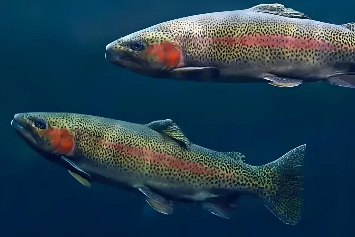 如何判斷水質(zhì)是否適合冷水魚(yú)，arxiv論文助手arxiv論文助手檢測(cè)頻率建議 如何判斷水質(zhì)是否適合冷水魚(yú)，arxiv論文助手arxiv論文助手檢測(cè)頻率建議 龍魚(yú)百科 第6張
