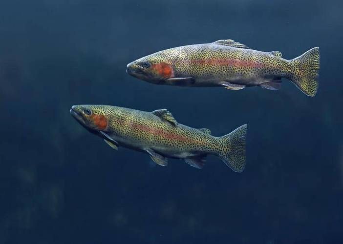 如何判斷水質(zhì)是否適合冷水魚(yú)，arxiv論文助手arxiv論文助手檢測(cè)頻率建議 如何判斷水質(zhì)是否適合冷水魚(yú)，arxiv論文助手arxiv論文助手檢測(cè)頻率建議 龍魚(yú)百科 第5張