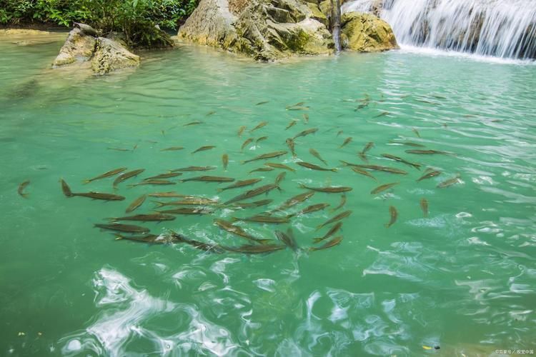 如何判斷水質(zhì)是否適合冷水魚(yú)，arxiv論文助手arxiv論文助手檢測(cè)頻率建議 如何判斷水質(zhì)是否適合冷水魚(yú)，arxiv論文助手arxiv論文助手檢測(cè)頻率建議 龍魚(yú)百科 第1張