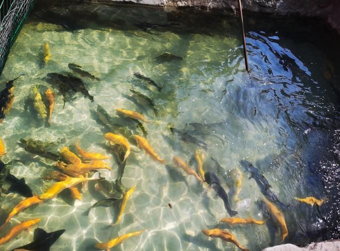 如何判斷水質(zhì)是否適合冷水魚(yú)，arxiv論文助手arxiv論文助手檢測(cè)頻率建議 如何判斷水質(zhì)是否適合冷水魚(yú)，arxiv論文助手arxiv論文助手檢測(cè)頻率建議 龍魚(yú)百科 第3張
