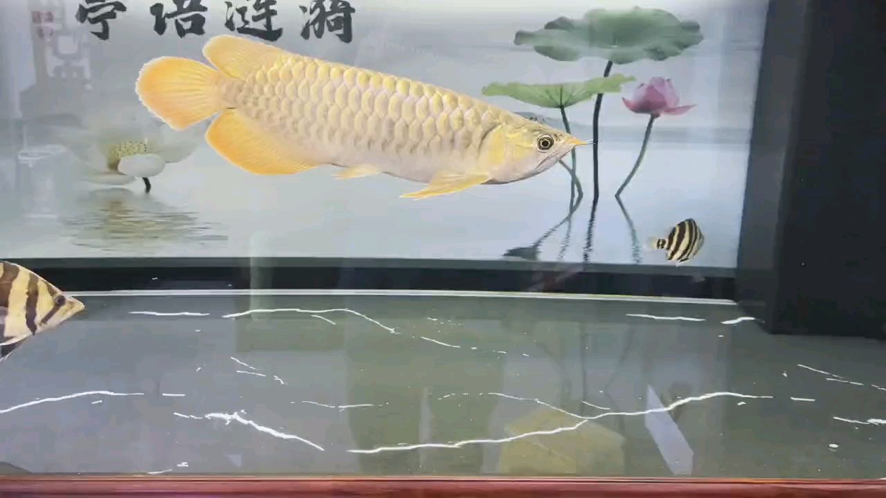 堅持愛好，堅持愛好對個人發展和社會貢獻的積極影響 堅持愛好，堅持愛好對個人發展和社會貢獻的積極影響 龍魚論壇