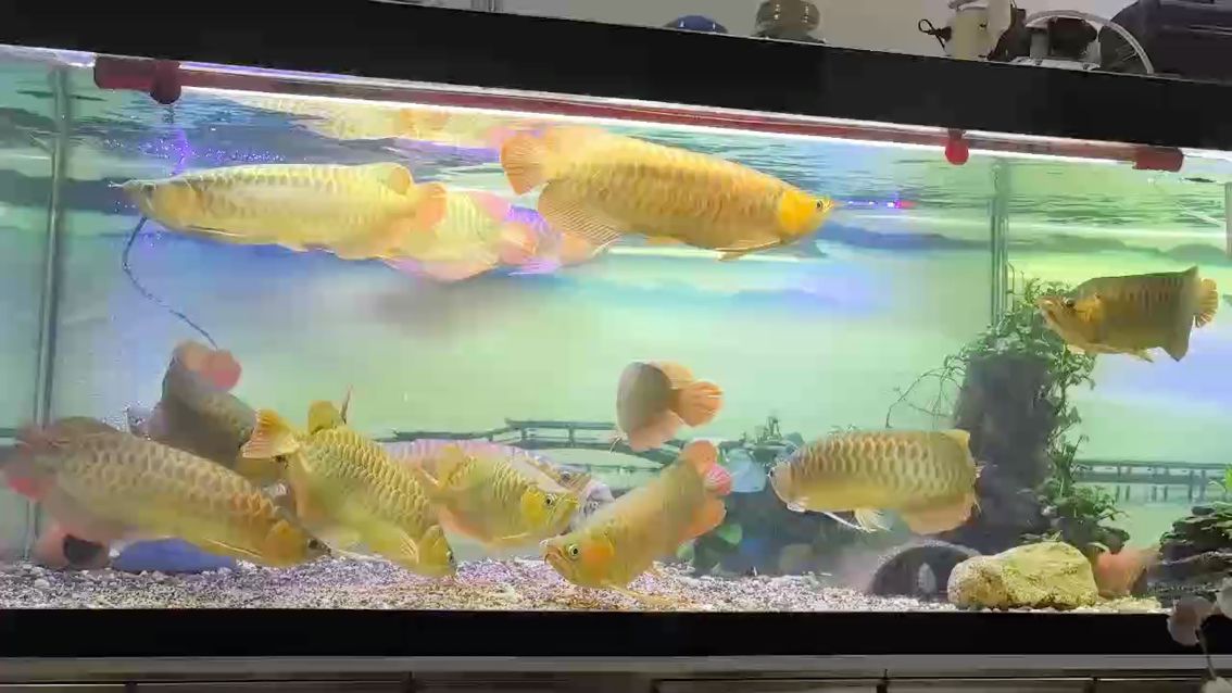 開飯啦，開飯啦，北京老寧