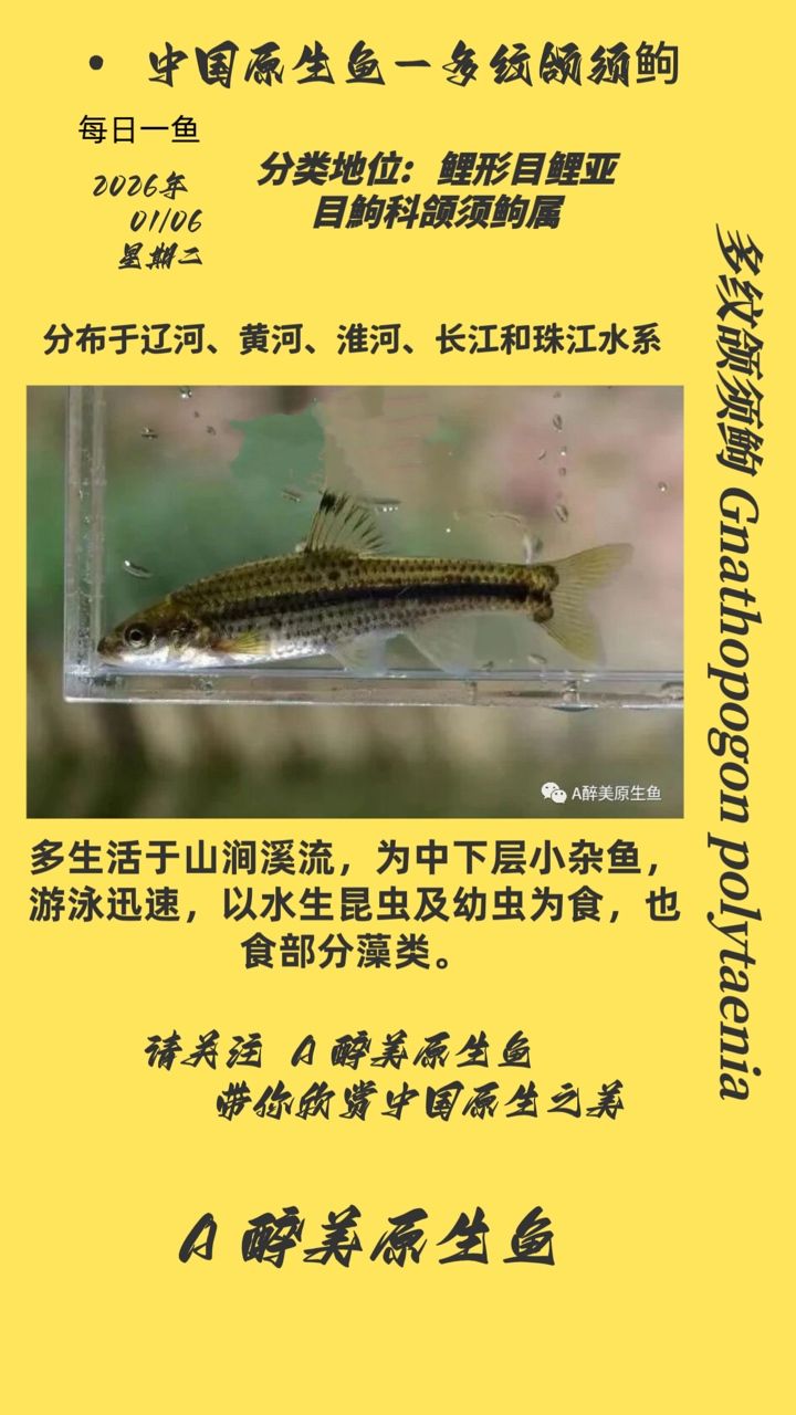 多紋頜須鮈，多紋頜須鮈在中國南方地區有著較高的經濟,有著較高的經濟