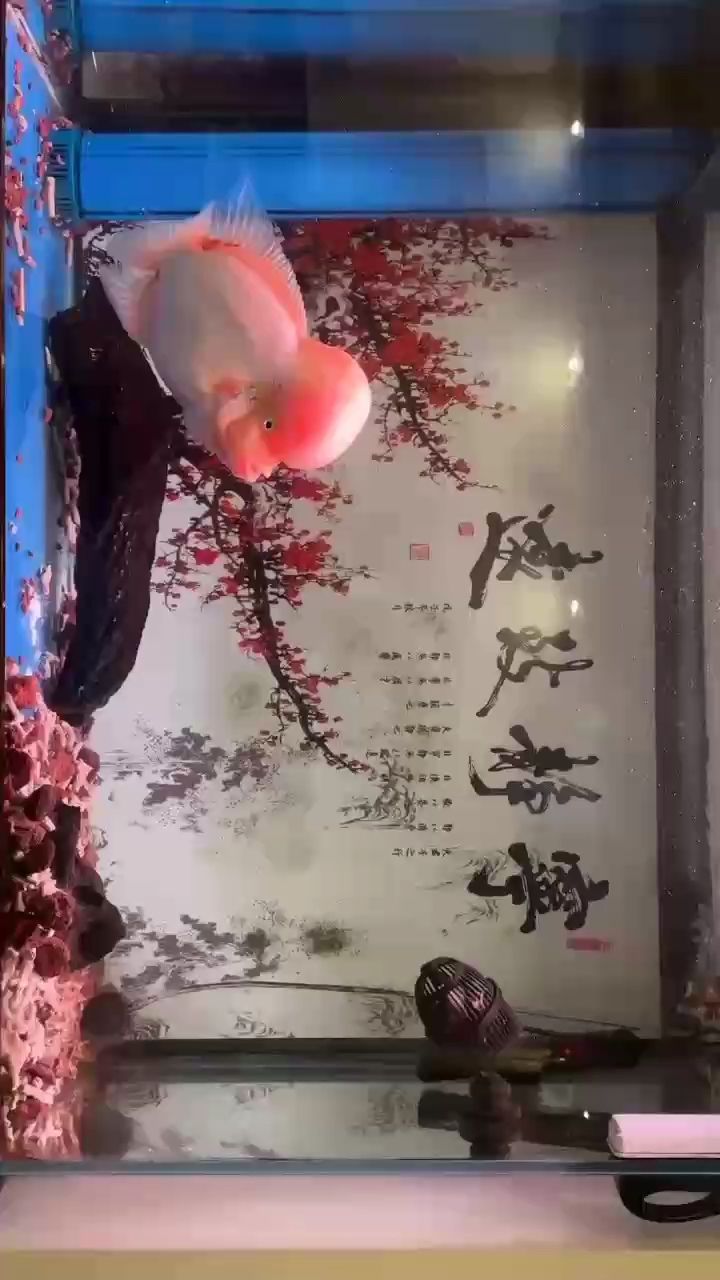 雪山兩周歲了，兩周歲了，這是一個關于雪山的慶祝活動 雪山兩周歲了，兩周歲了，這是一個關于雪山的慶祝活動 龍魚論壇