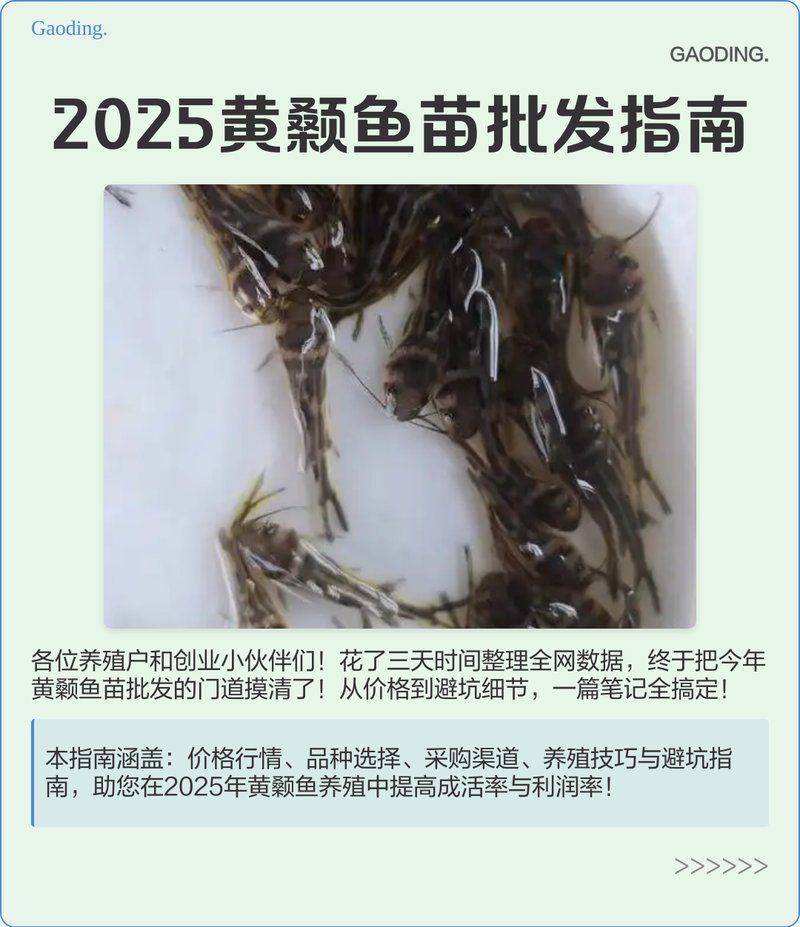 如何選擇優質的黃顙魚幼苗，優質的黃顙魚幼苗是養殖成功的關鍵之一，以下步驟和建議 如何選擇優質的黃顙魚幼苗，優質的黃顙魚幼苗是養殖成功的關鍵之一，以下步驟和建議 龍魚百科 第1張