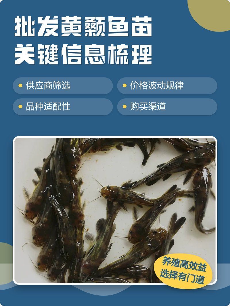 如何選擇優質的黃顙魚幼苗，優質的黃顙魚幼苗是養殖成功的關鍵之一，以下步驟和建議 如何選擇優質的黃顙魚幼苗，優質的黃顙魚幼苗是養殖成功的關鍵之一，以下步驟和建議 龍魚百科 第2張