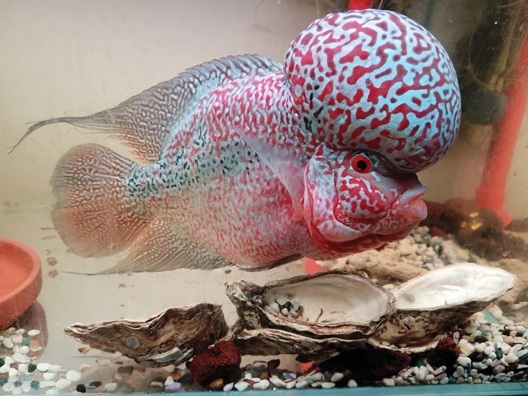 泰金羅漢魚，泰金羅漢魚為什么這么受歡迎