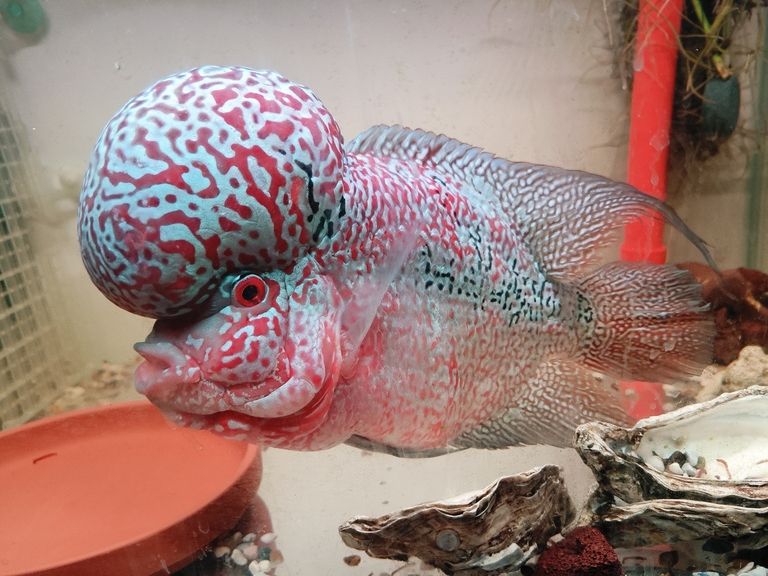 泰金羅漢魚，泰金羅漢魚為什么這么受歡迎