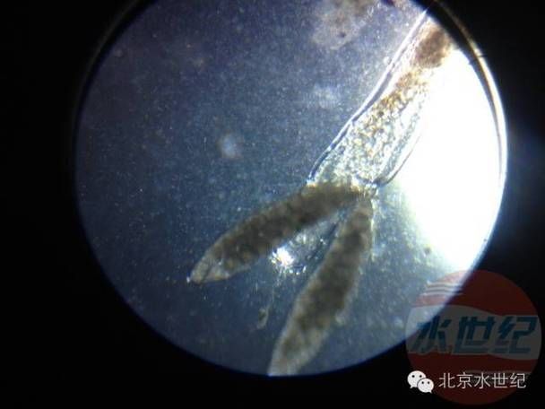 有哪些有效的龍魚除蟲藥物