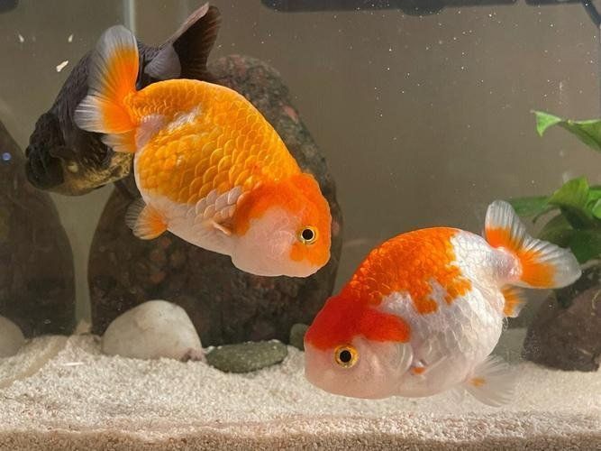 如何為金魚準備繁殖缸，金魚家庭繁殖全攻略 如何為金魚準備繁殖缸，金魚家庭繁殖全攻略 龍魚百科 第2張