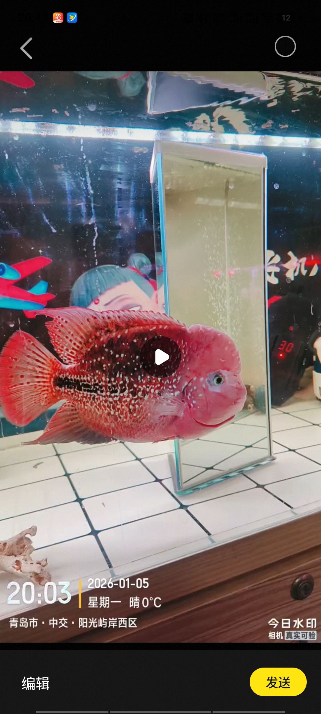 有沒有大神看看這條魚值什么價(jià)，有沒有大神來看看這條魚值什么價(jià)