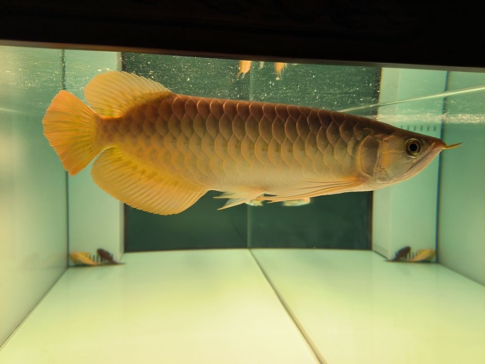 軟水養(yǎng)魚，軟水養(yǎng)魚的好處