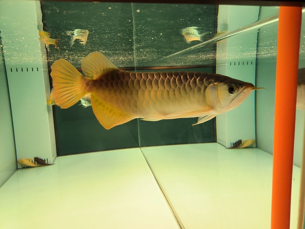軟水養(yǎng)魚，軟水養(yǎng)魚的好處
