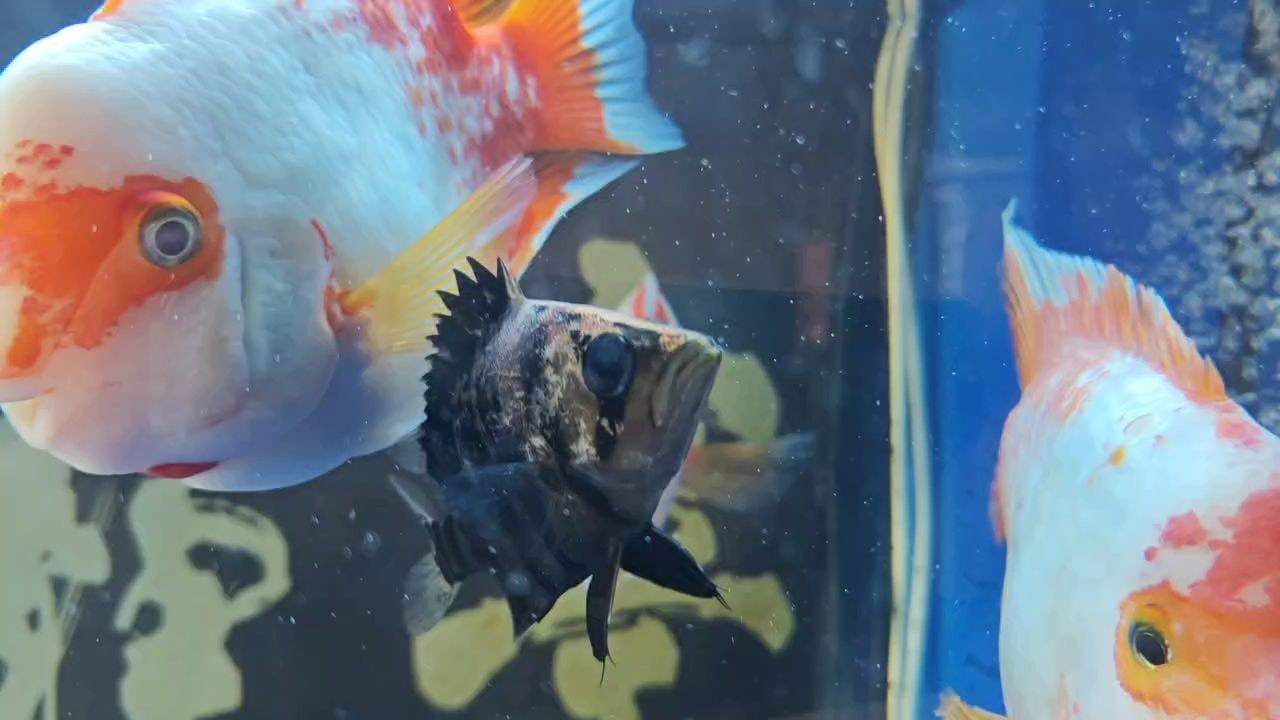 有大神幫忙看看什么問題嗎？，虎魚身上一塊塊白色的是什么問題 有大神幫忙看看什么問題嗎？，虎魚身上一塊塊白色的是什么問題 龍魚論壇
