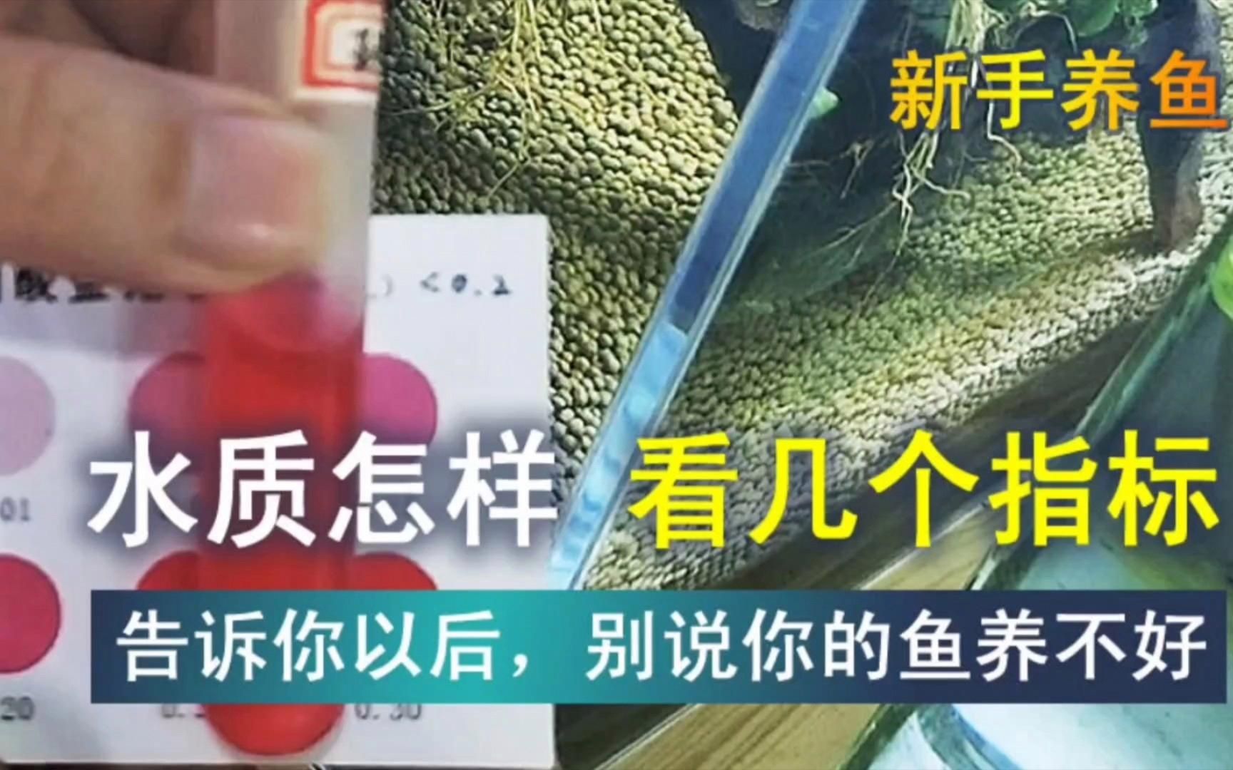 如何判斷魚缸是否需要換水？，如何判斷魚缸是否需要換水
