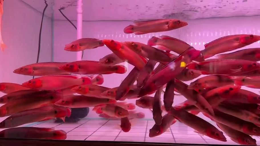 胭脂孔雀龍魚有哪些品種特點？，如何區(qū)分胭脂孔雀龍魚的性別？ 胭脂孔雀龍魚有哪些品種特點？，如何區(qū)分胭脂孔雀龍魚的性別？ 龍魚百科 第6張